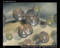 p.aeruginosa on tsa